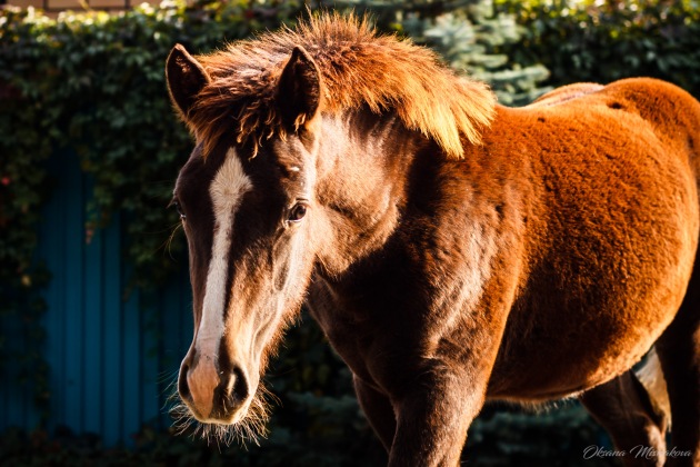 заветная инет 2017.jpg