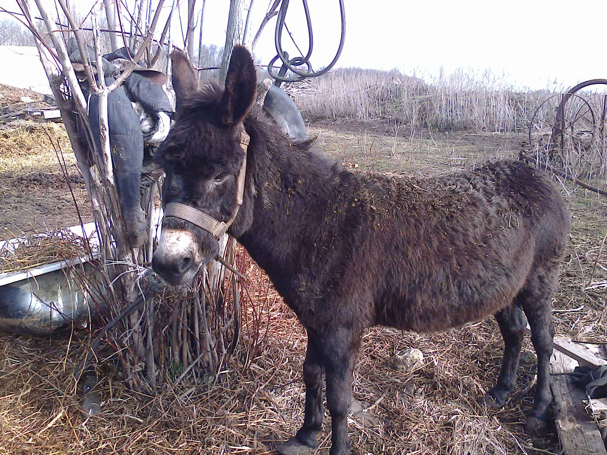 zaxar-jpg.265439