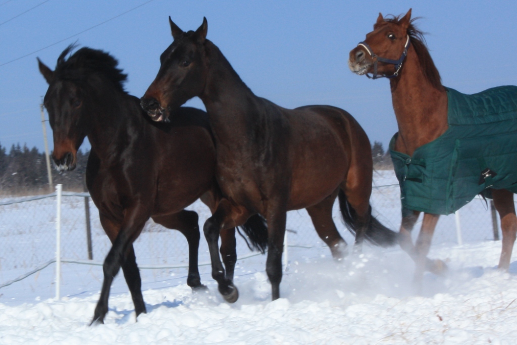 зимнее 890.jpg