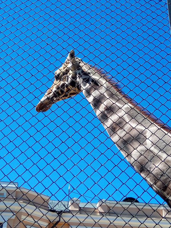 Zoo_111925.jpg