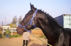 100_4842.webp