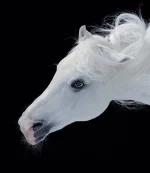 16_animals_42483.webp