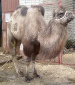 verblud2.webp