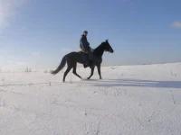 x_7292c52e.webp