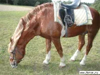 .webp