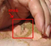 1111.webp