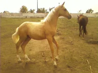 .webp