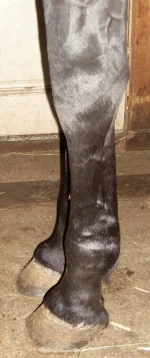 legs5_1.webp