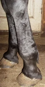 legs5_2.webp