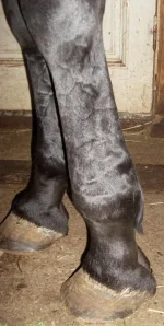 legs5_3.webp