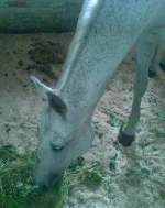 004.webp