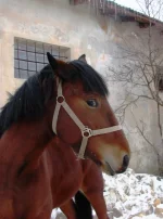foto 020.webp