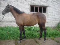 экст.1.webp