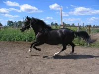 орл.webp