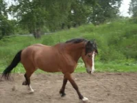 SL370561.webp