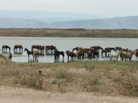DSCF3886.webp
