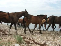 DSCF3902.webp