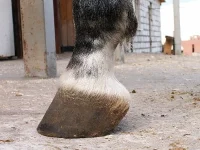 лев.п..webp