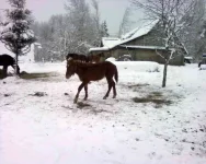 Photo-0009.webp