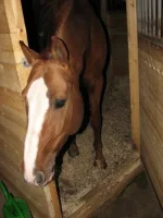 x_b31b8445[1].webp