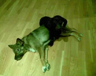 Image000.webp