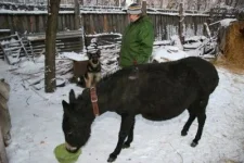ослик3.webp