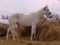 кккк.webp