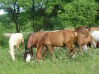 DSC00902.webp