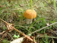 x_6c5628cf.webp