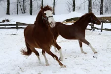 y_36e3dc48.webp