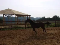 DSC00010.webp