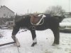 IMG0095A.jpg