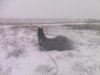 IMG0104A.jpg
