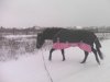 IMG0107A.jpg