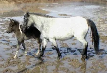 gin_nezabudka.webp