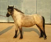 nezabudka.webp