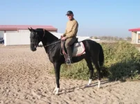 Гадам1.webp