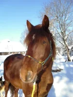 13.webp