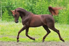 Элвис.webp