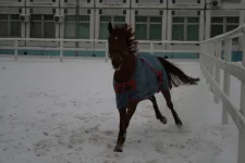 18.01.2009 442.webp