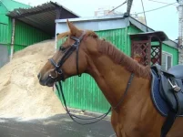 DSC02646.webp