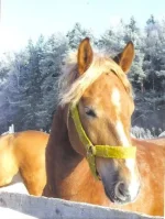 кумир.webp