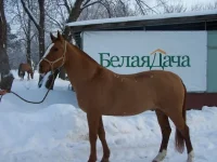 бонь бонь.webp