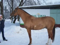 крыса.webp