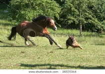 stock-photo-horse-and-dog-26570314.webp