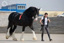 3085499c708cbb6aa4.webp