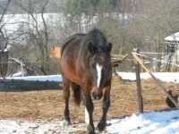 SAM_0537.webp