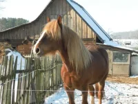 SAM_0540.webp