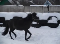 DSCF0478.webp