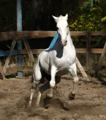 Остров3.webp